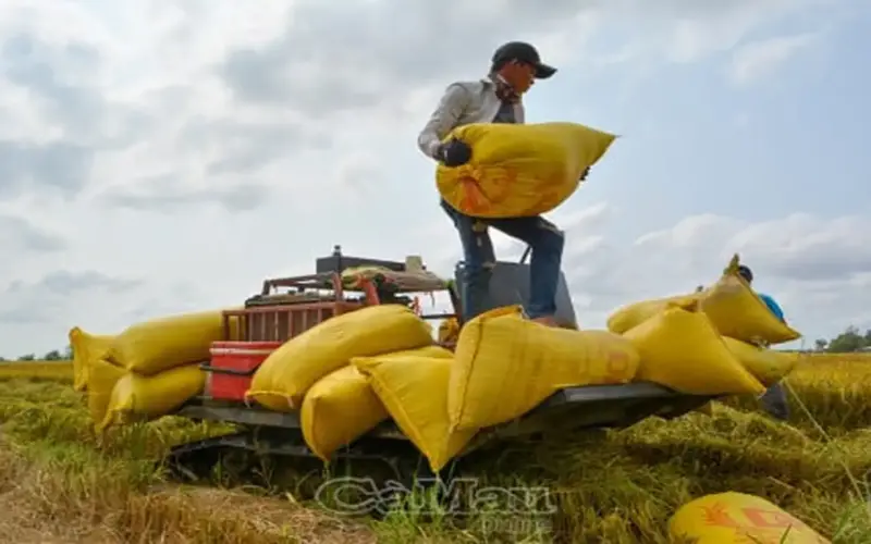 مساندة المزارعين في إيجاد أسواق لمحصول الأرز الشتوي الربيعي.